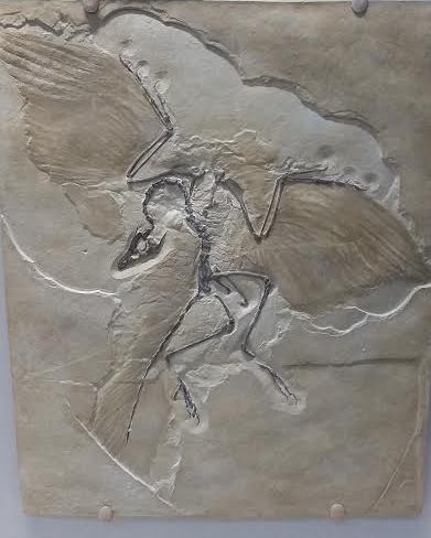 Archeopteryx - the link between the great groups of reptiles and birds! 